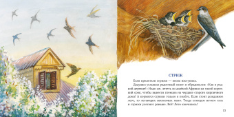 Книга «Птицы за окном» - автор Спехова Мария Евгеньевна, твердый переплёт, кол-во страниц - 28, издательство «Нигма»,  ISBN 978-5-4335-0778-4, 2021 год
